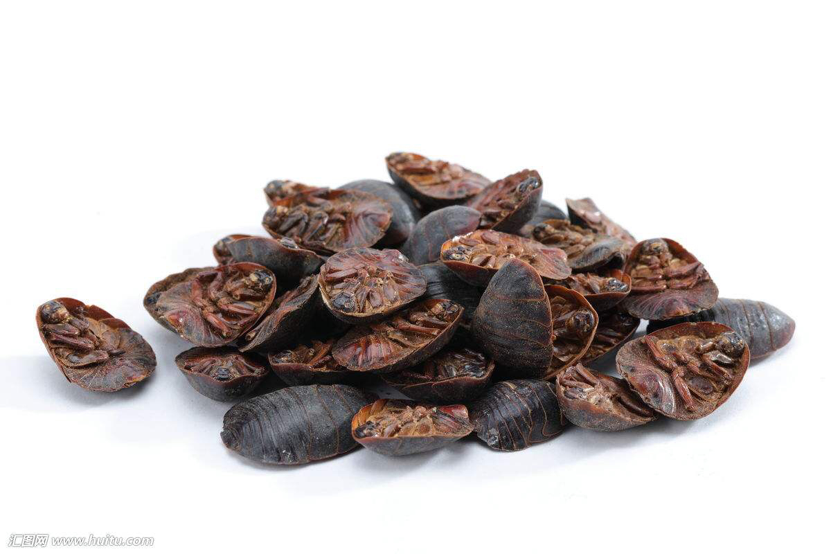 中药虫药大全,中药材虫蜕