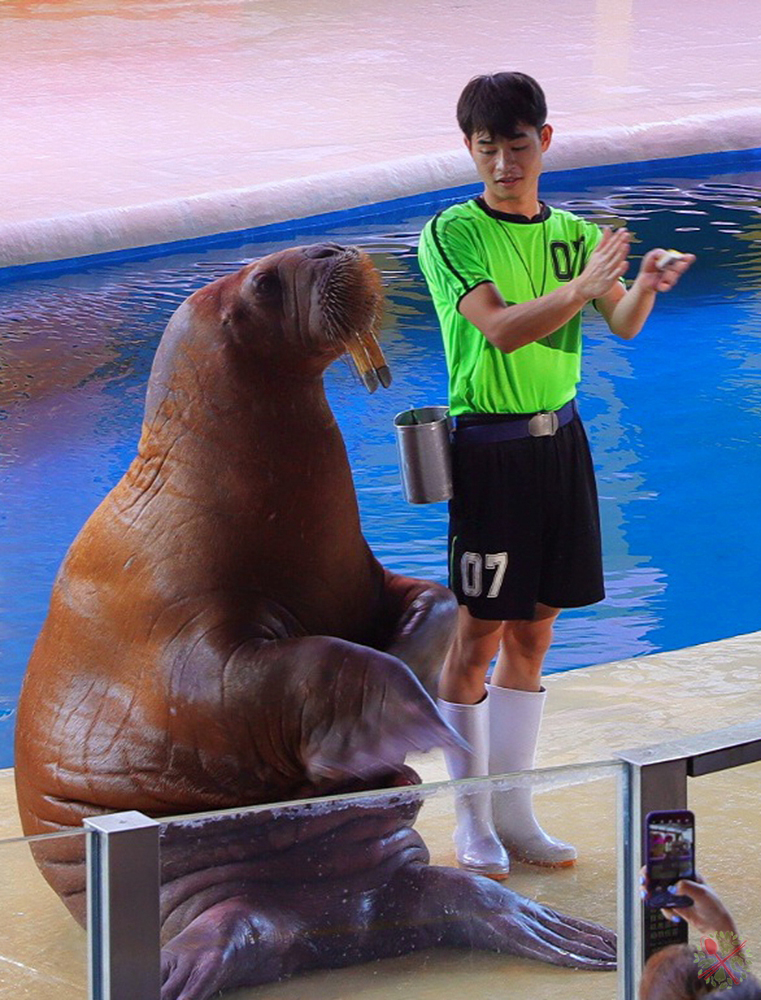 珠海长隆海洋王国企鹅三天两晚,珠海长隆海洋王国企鹅北极熊