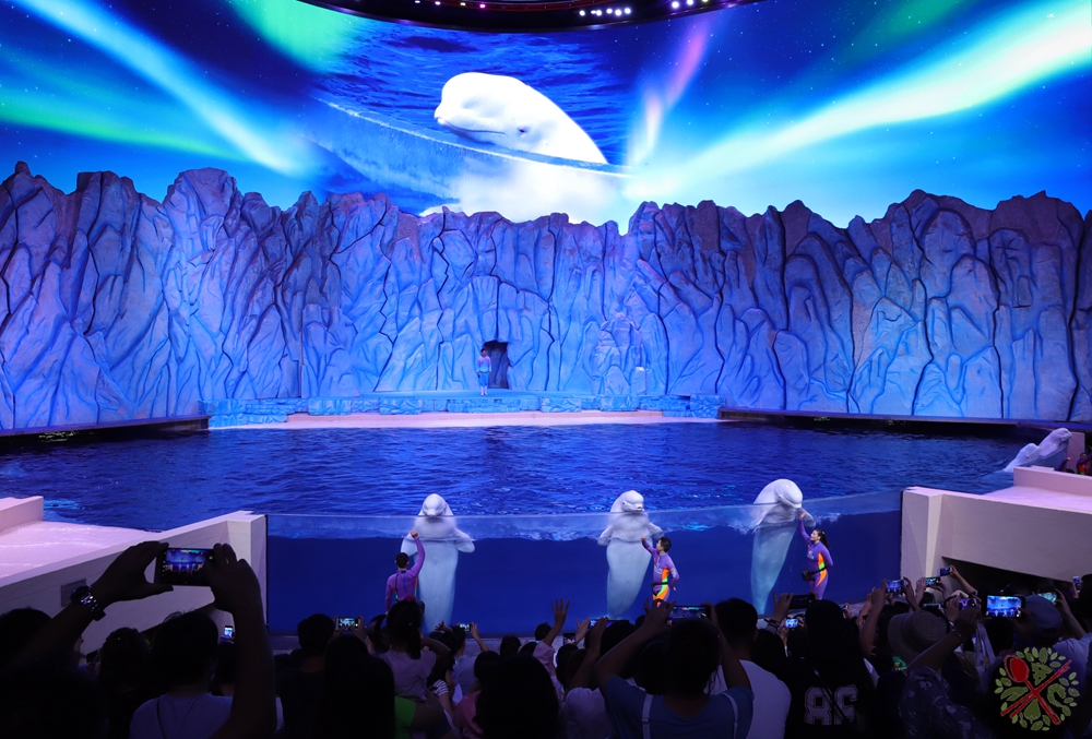 珠海长隆海洋王国企鹅馆北极熊馆,珠海长隆企鹅海洋王国攻略