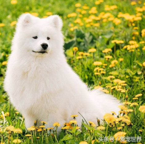 萨摩耶捣蛋鬼,捣蛋鬼萨摩耶bug