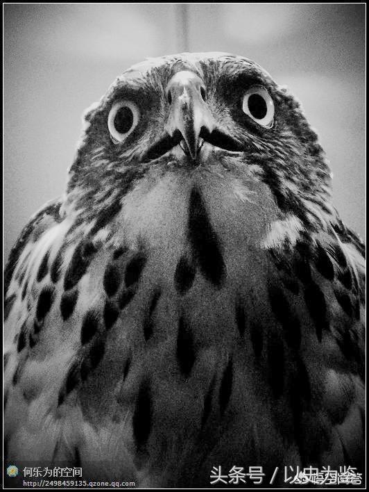 国徽有老鹰是哪个国家的标志,德国国旗上的老鹰表示什么