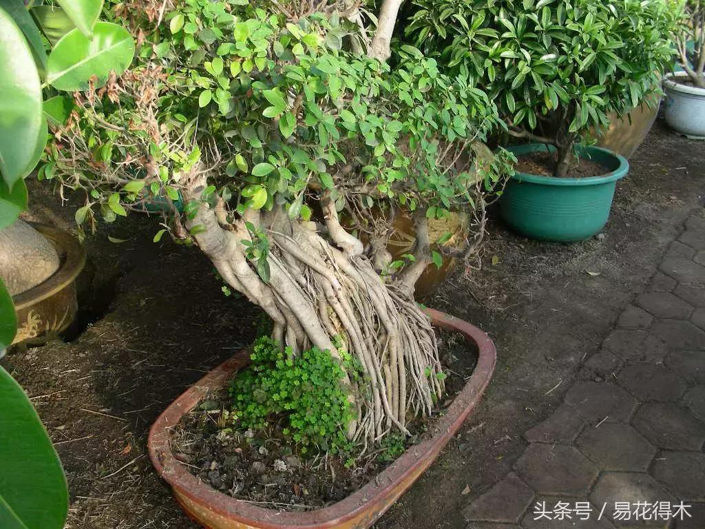 榕树落叶的原因及解决方法,榕树盆景怎样过冬不落叶