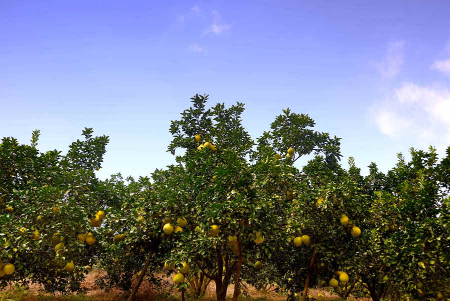 十月秋香，恭城人民带你品沙柚、尝月柿、喝油茶、逛文武庙周渭祠