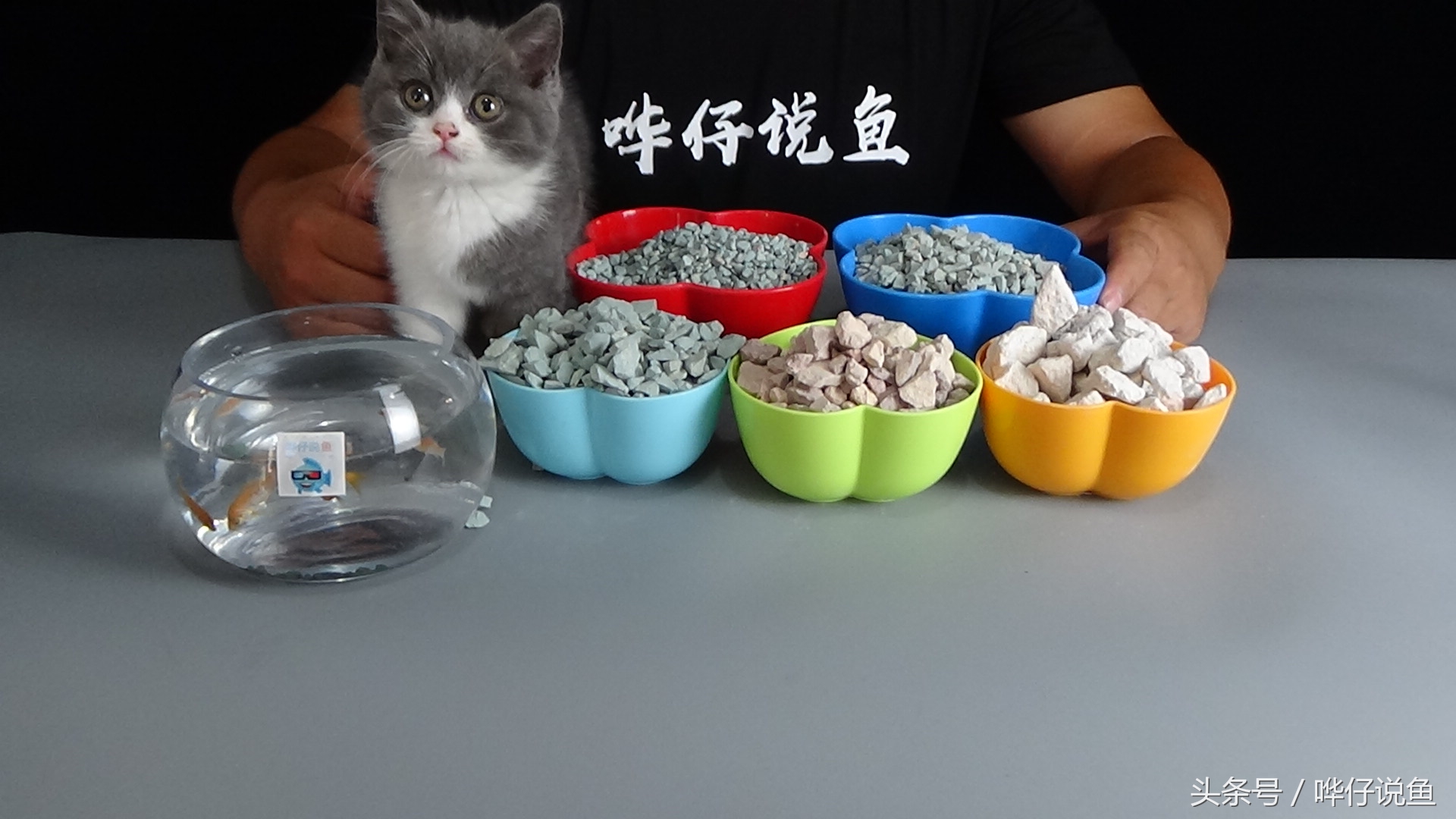 观赏鱼怎么才能养好,养观赏鱼的方法与技巧