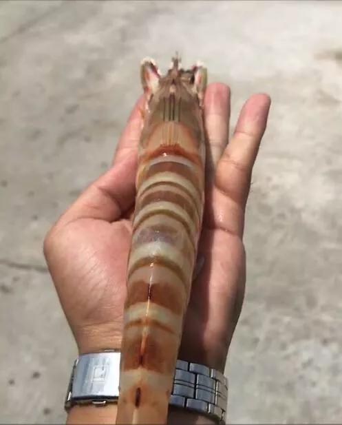 九节虾斑节虾,黑虎虾斑节虾九节虾哪个好吃