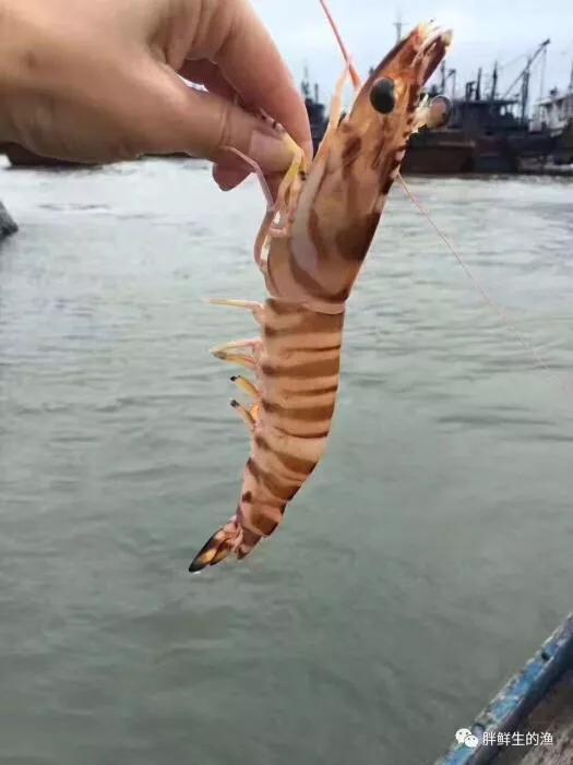 九节虾斑节虾,黑虎虾斑节虾九节虾哪个好吃