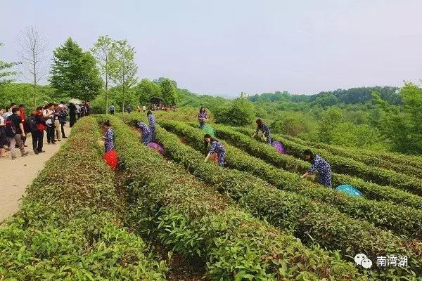 信阳十一自驾游推荐表南湾湖,十一假期旅游推荐信阳自驾游