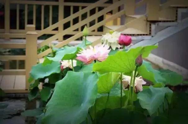 出去人从众,玄武为你安排了身边的风景