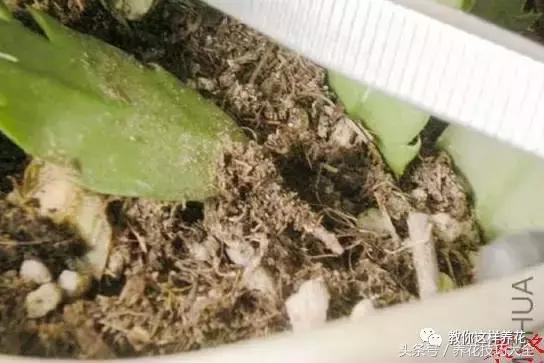 蟹爪兰长得好好的就断了怎么回事,蟹爪兰花蔫了怎么补救