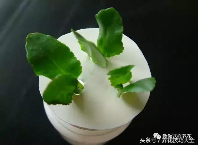 蟹爪兰长得好好的就断了怎么回事,蟹爪兰花蔫了怎么补救