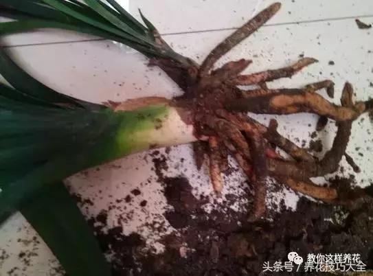 蟹爪兰长得好好的就断了怎么回事,蟹爪兰花蔫了怎么补救