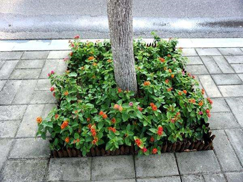 树木快枯死时的表现,树木长叶后死亡