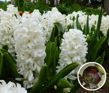 去痰化湿小食疗方法,化湿祛痰消滞