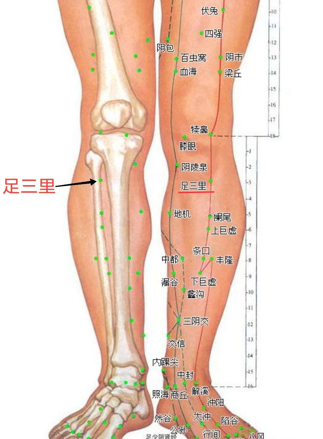 脾胃虚弱怎么按揉足三里,饭后敲打足三里穴能祛脾湿吗