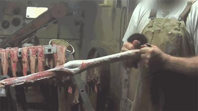 卑劣的街头喂河马,塑料袋放进河马嘴里