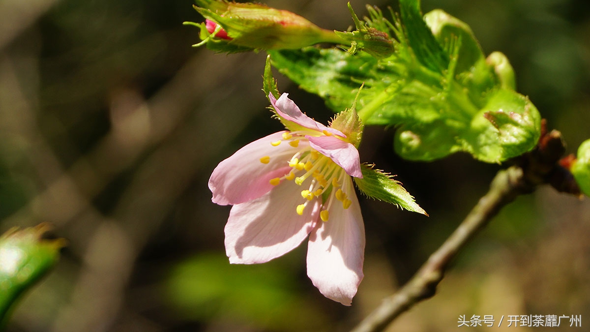 白云山樱花开了吗,白云山樱花盛开