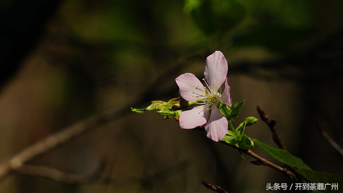 白云山樱花开了吗,白云山樱花盛开