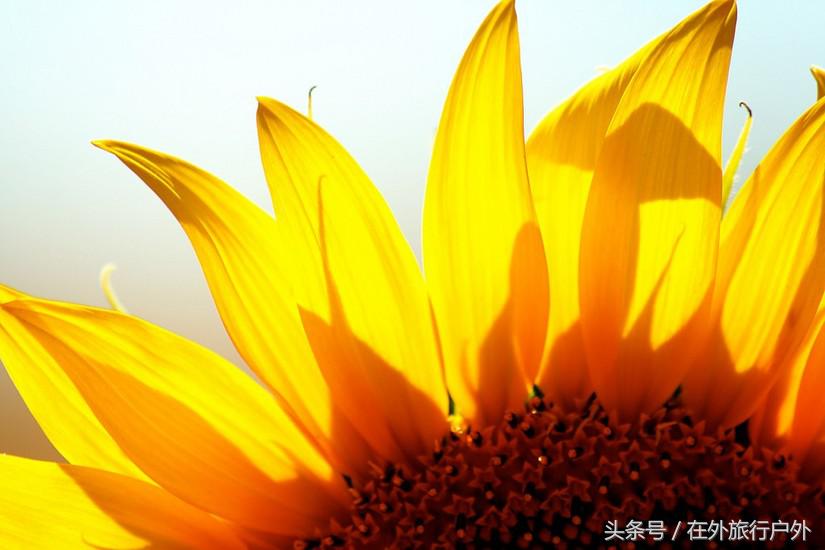 不去普罗旺斯和柬埔寨,千元飞到泰国看最美向日葵田和高棉遗址