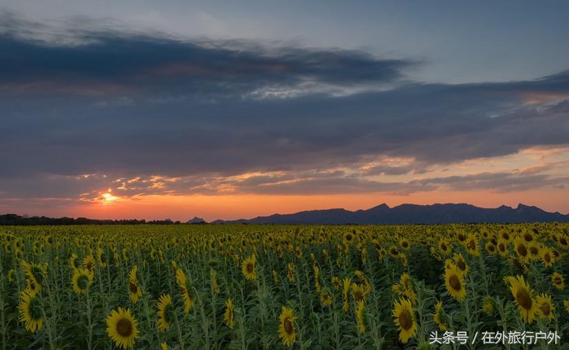 不去普罗旺斯和柬埔寨,千元飞到泰国看最美向日葵田和高棉遗址