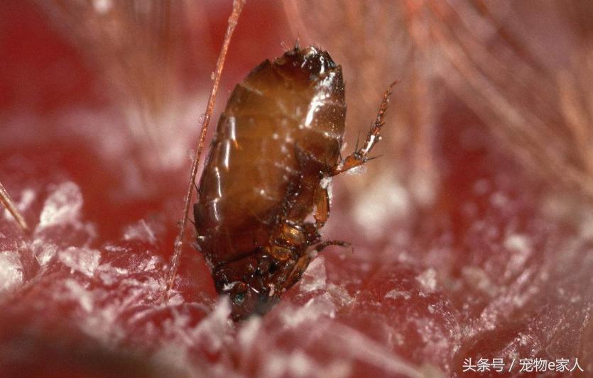 为什么给狗狗做体外驱虫,为什么给狗狗驱虫了还是频繁挠痒