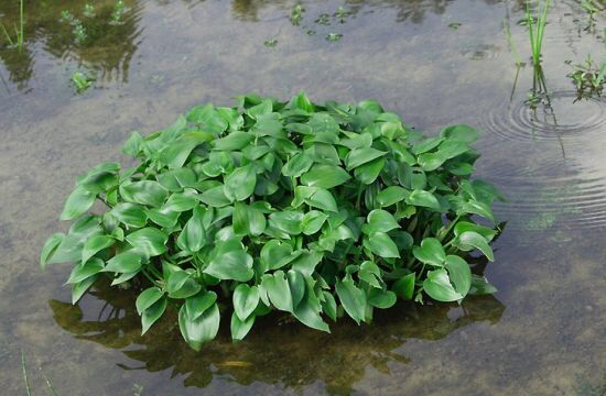 中药材鸭舌草价格,鸭舌草的图片