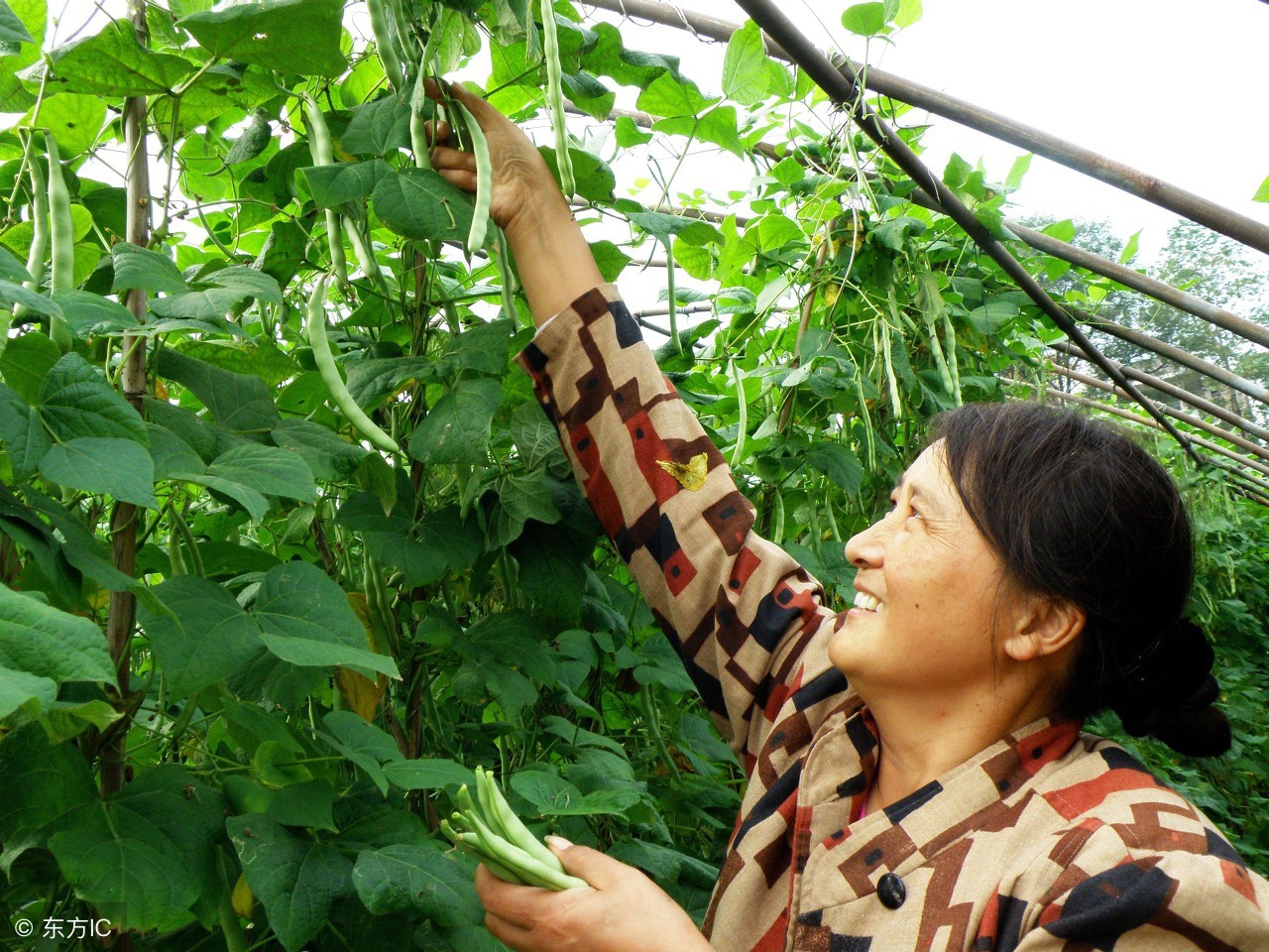 春夏之际种蔬菜怎么防止病虫害,防治蔬菜病虫害最有效的方法