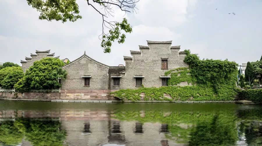 桂花香，残荷，银杏，宁波的秋天