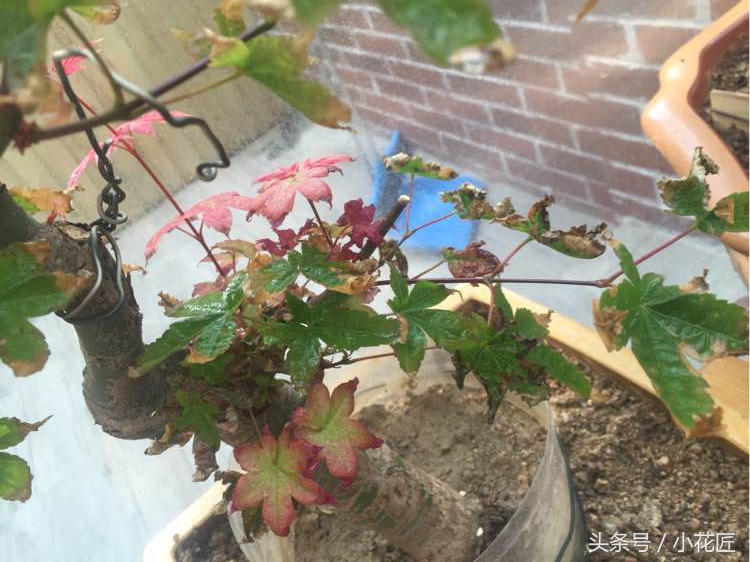 红枫叶子干怎么回事,三季红枫出现焦叶是什么原因