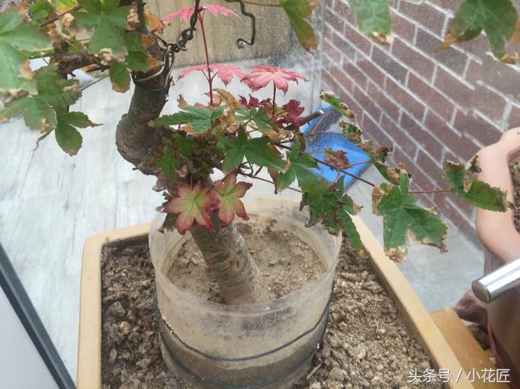 红枫部分叶片焦叶,红枫为什么叶子容易干尖