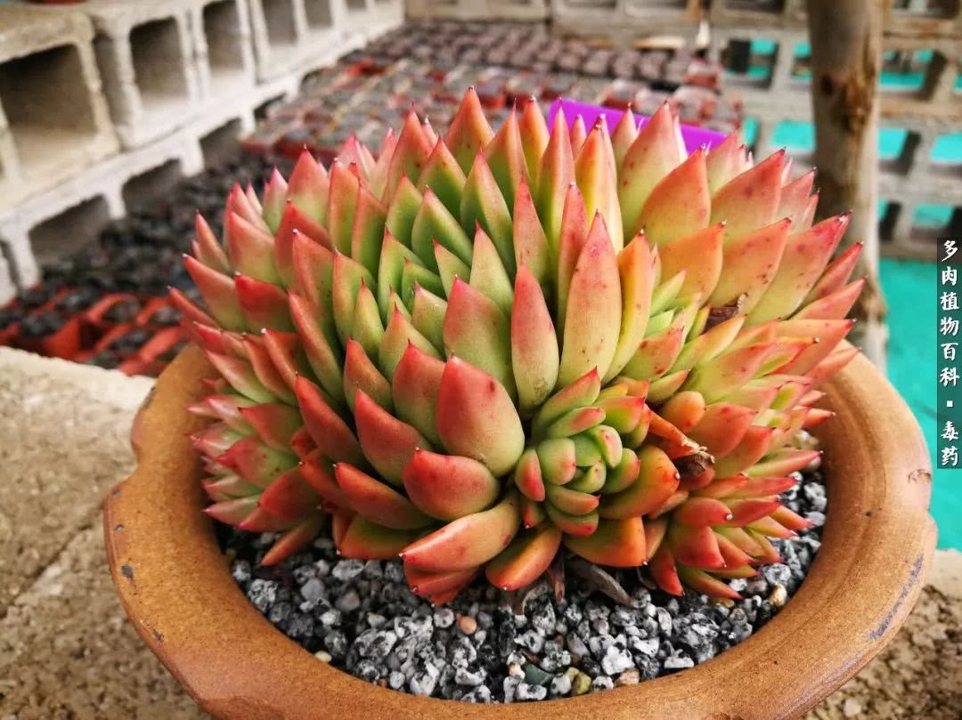 清茶淡话悟人生，一园美肉品生活！