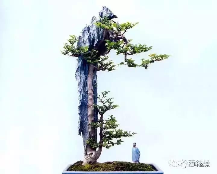 百看不厌的盆景欣赏,盆景欣赏难得一见的绝美盆景艺术