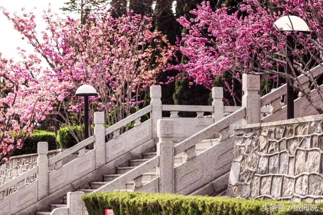 威海赏樱最佳打卡地,威海几月份去风景最好看