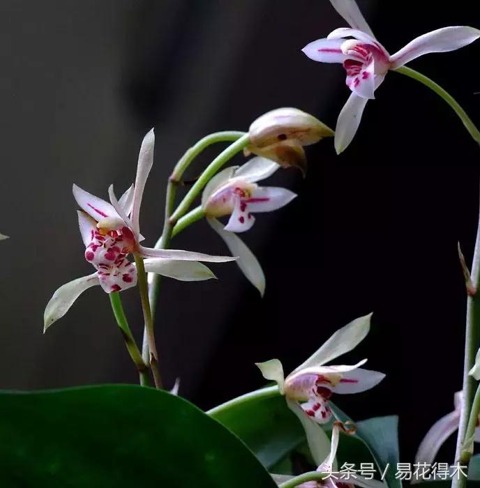 兔耳兰珍稀品种花,什么兰花叶子是兔耳兰