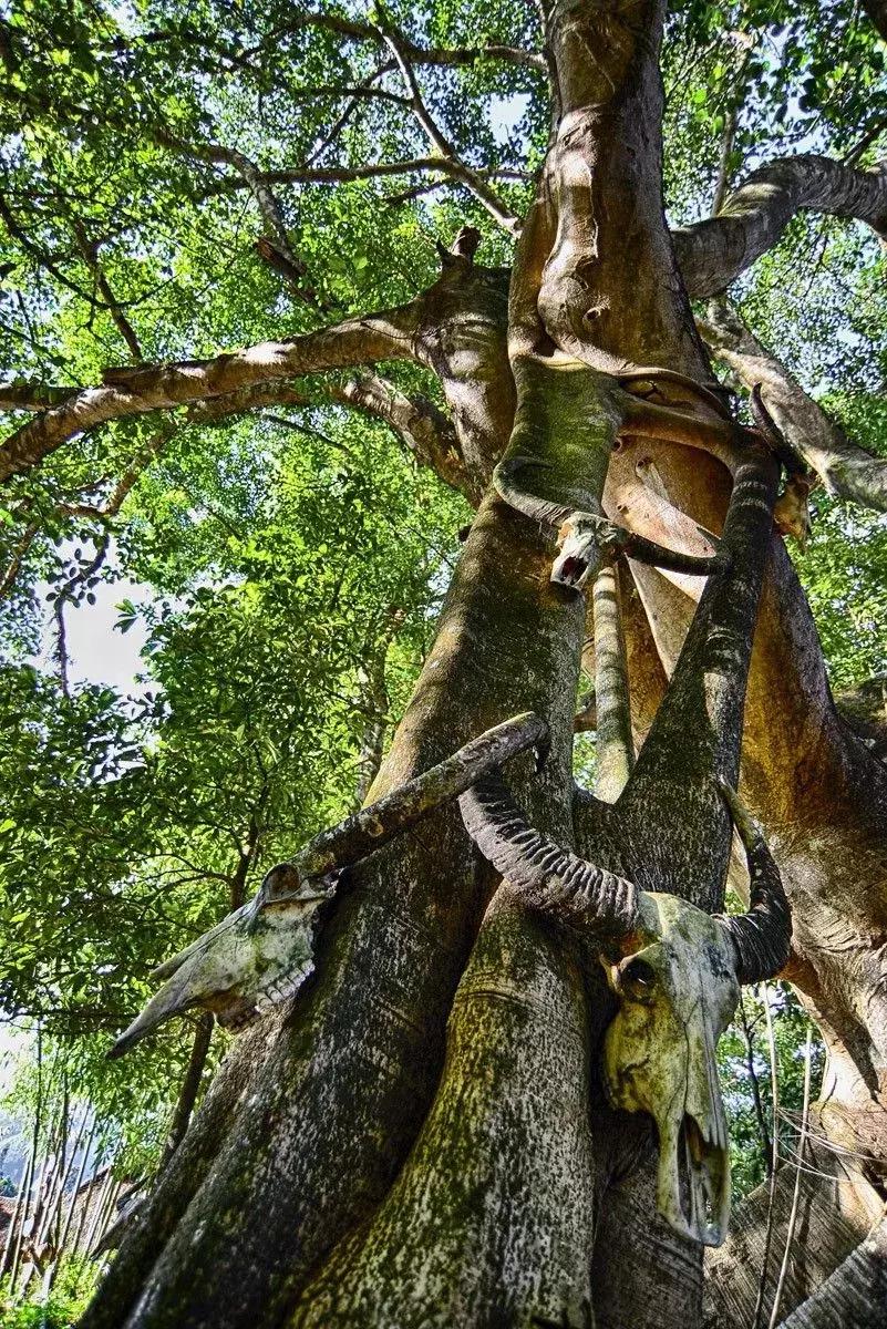 中国最后一个原始部落的真实生活,遗憾中国仅存的原始部落
