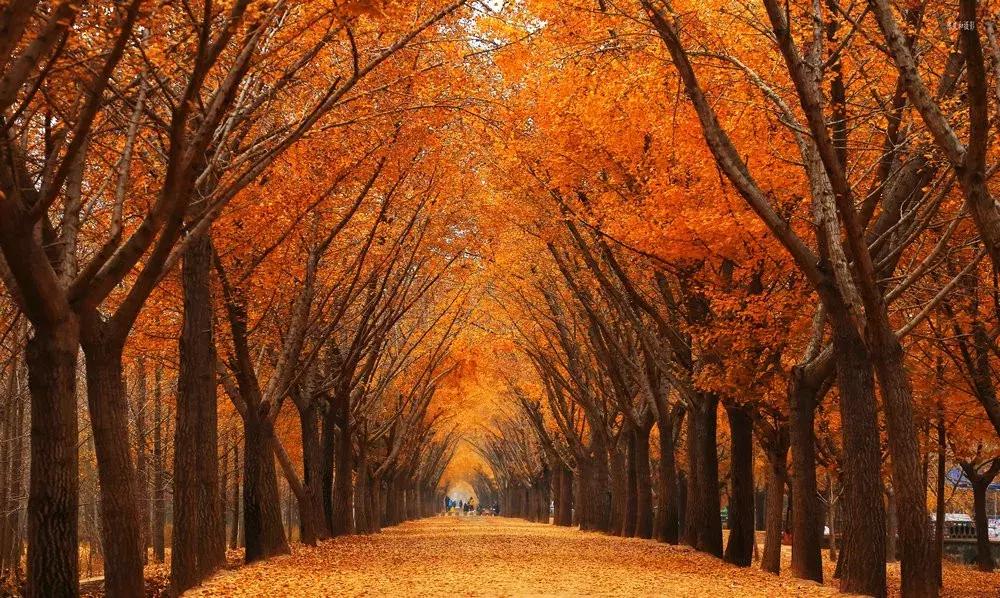 最佳银杏观赏地是哪儿,银杏观赏地点在哪里