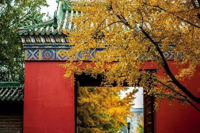 最佳银杏观赏地是哪儿,银杏观赏地点在哪里