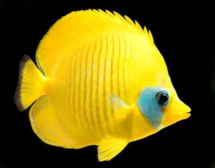 海洋海底小百科,海洋小百科海洋生物