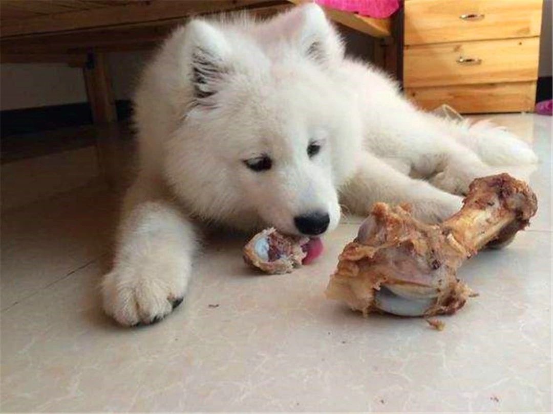 狗狗啃骨头很久,狗狗啃骨头到什么程度