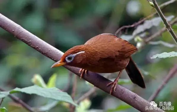 如何才能养好画眉鸟,如何养好画眉鸟视频教程