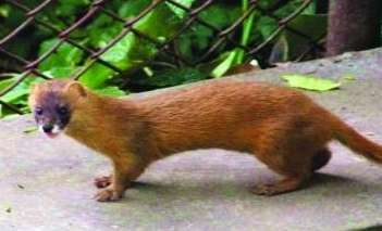 黄鼠狼进家能不能打死,黄鼠狼进家是吉是凶