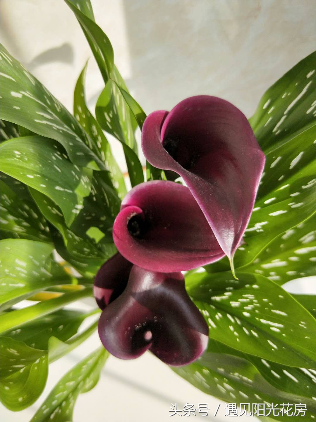 马蹄莲土培怎么养护,马蹄莲的养殖方法和注意事项水培