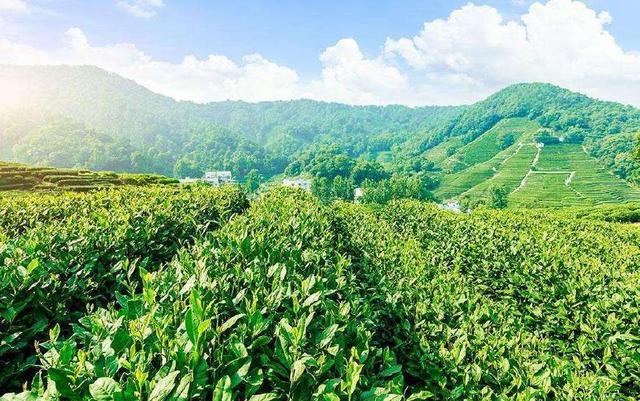 国外红茶排行榜前十名最好喝的茶,红茶出名的地方