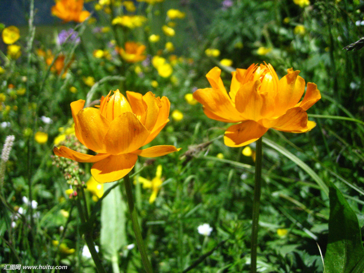 中药材金莲花,中药材金莲花的图片