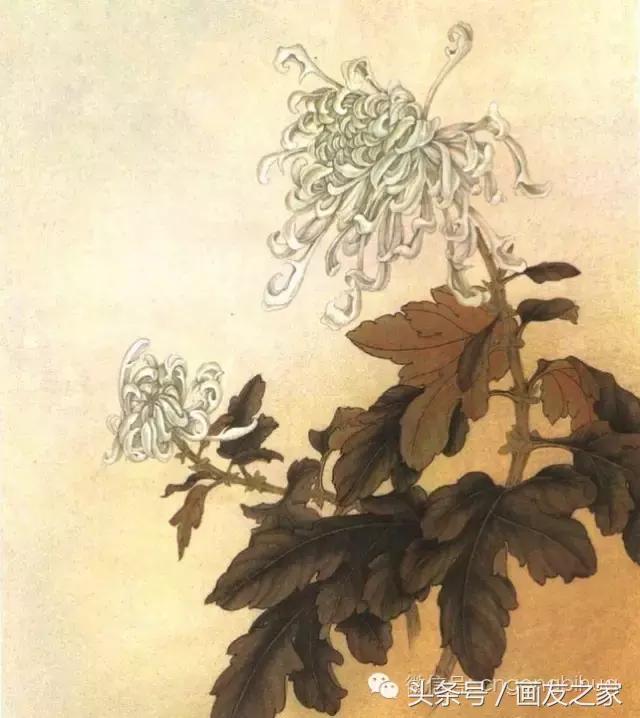 国画工笔菊花的画法视频,线描菊花画谱