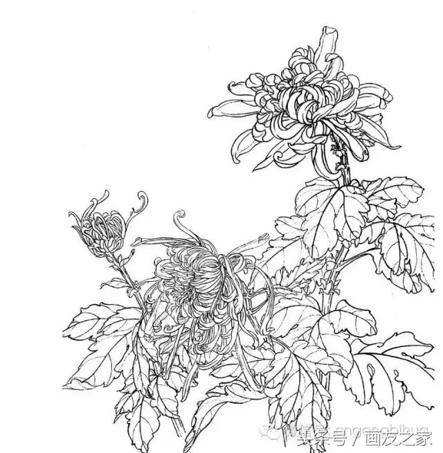 国画工笔菊花的画法视频,线描菊花画谱