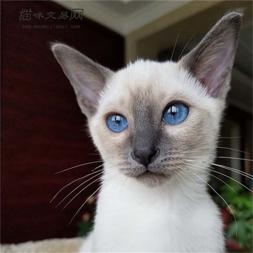 暹罗猫多大养比较好,暹罗猫聪明吗