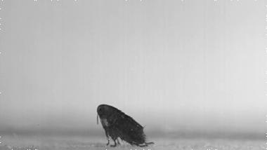 人类在演化中为什么会褪去体毛,人类的体毛怎么进化没了