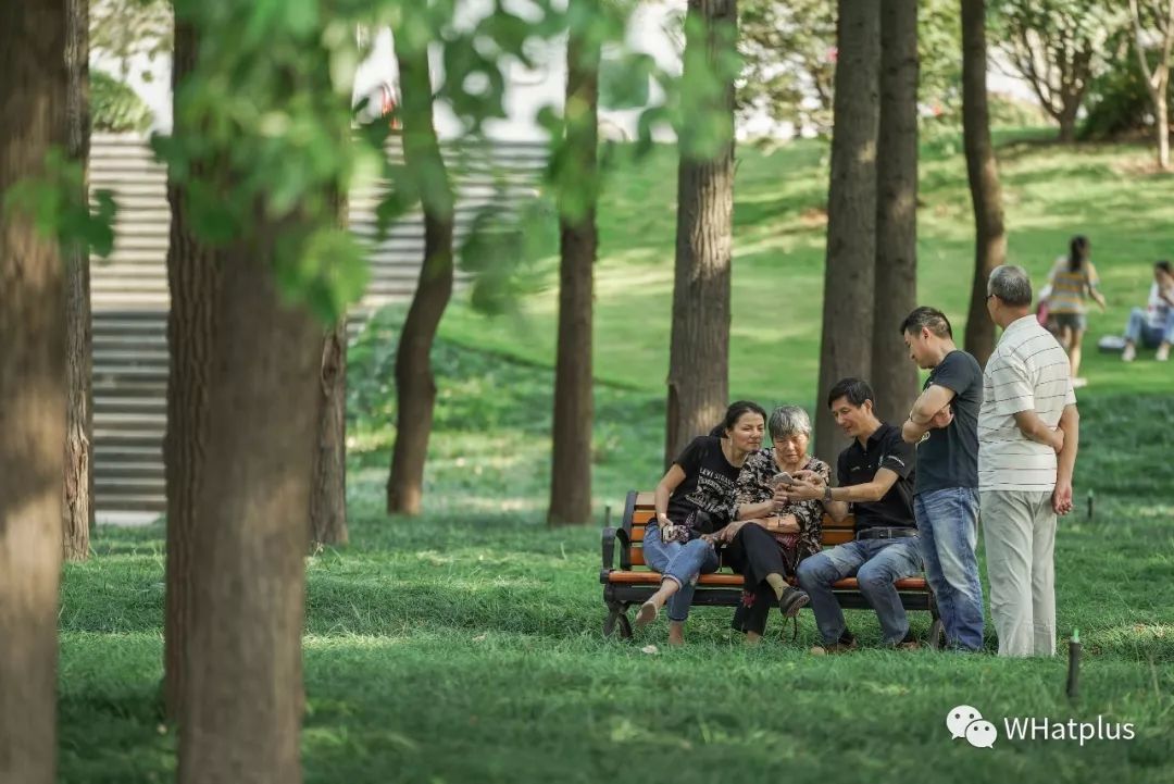 武汉汉口江滩芦苇花,秋高气爽去汉口江滩赏花