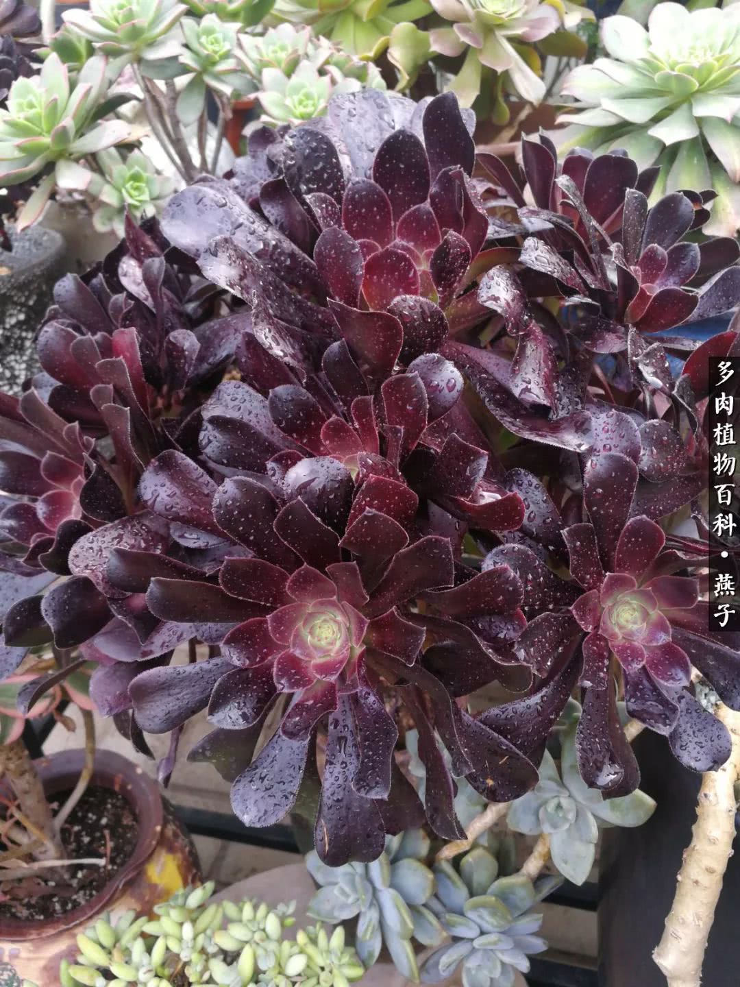 多肉法师什么季节摘心最好,多肉法师全锦好吗