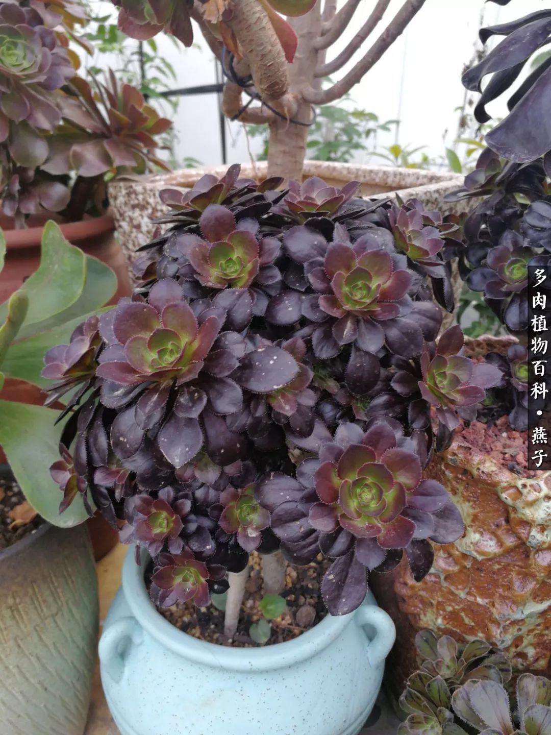 多肉法师什么季节摘心最好,多肉法师全锦好吗